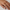 Verkrustete Pave Dome Ring Gold