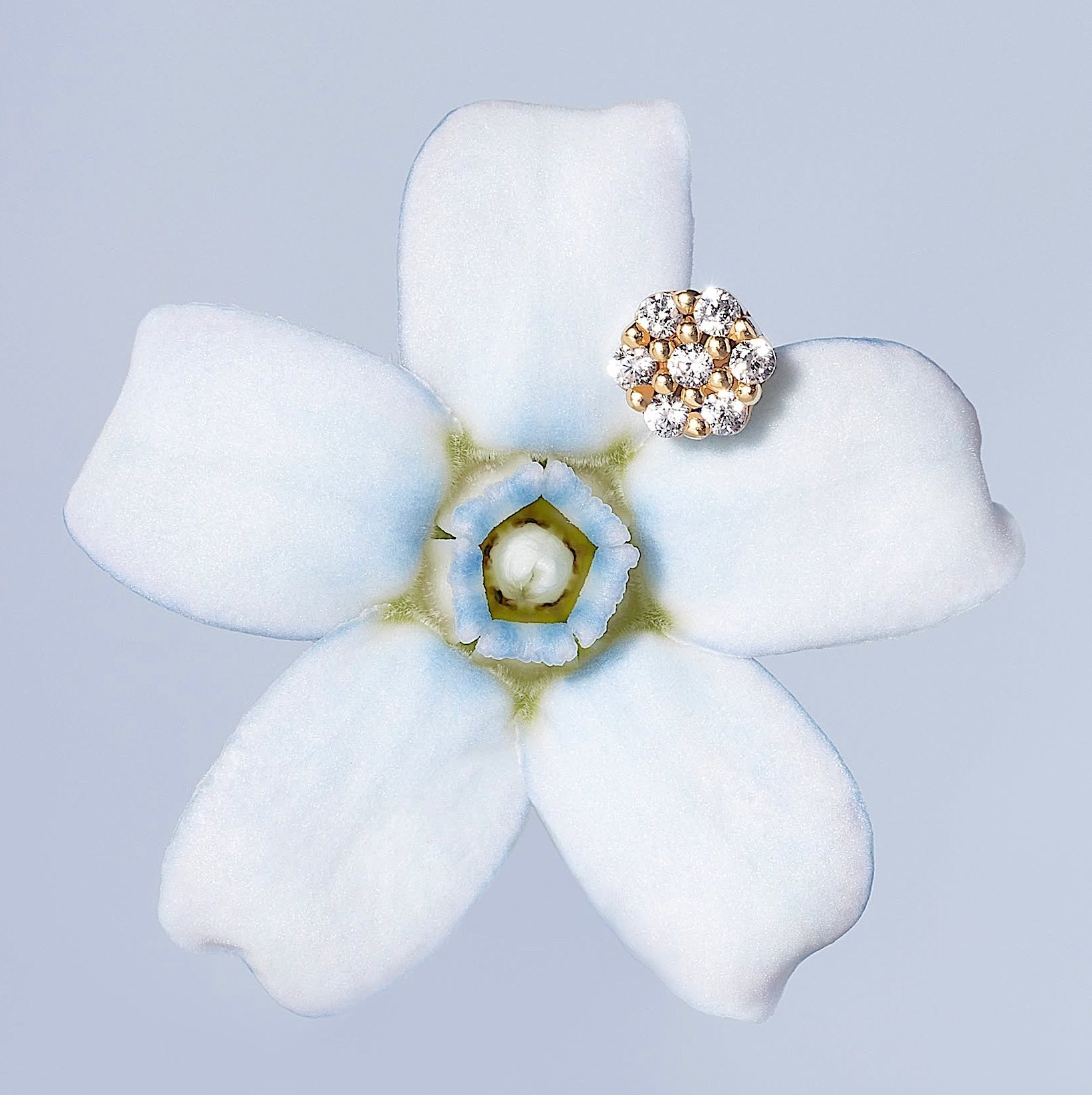 14K ソリッドゴールド ミニハニカム フラットバック イヤリング