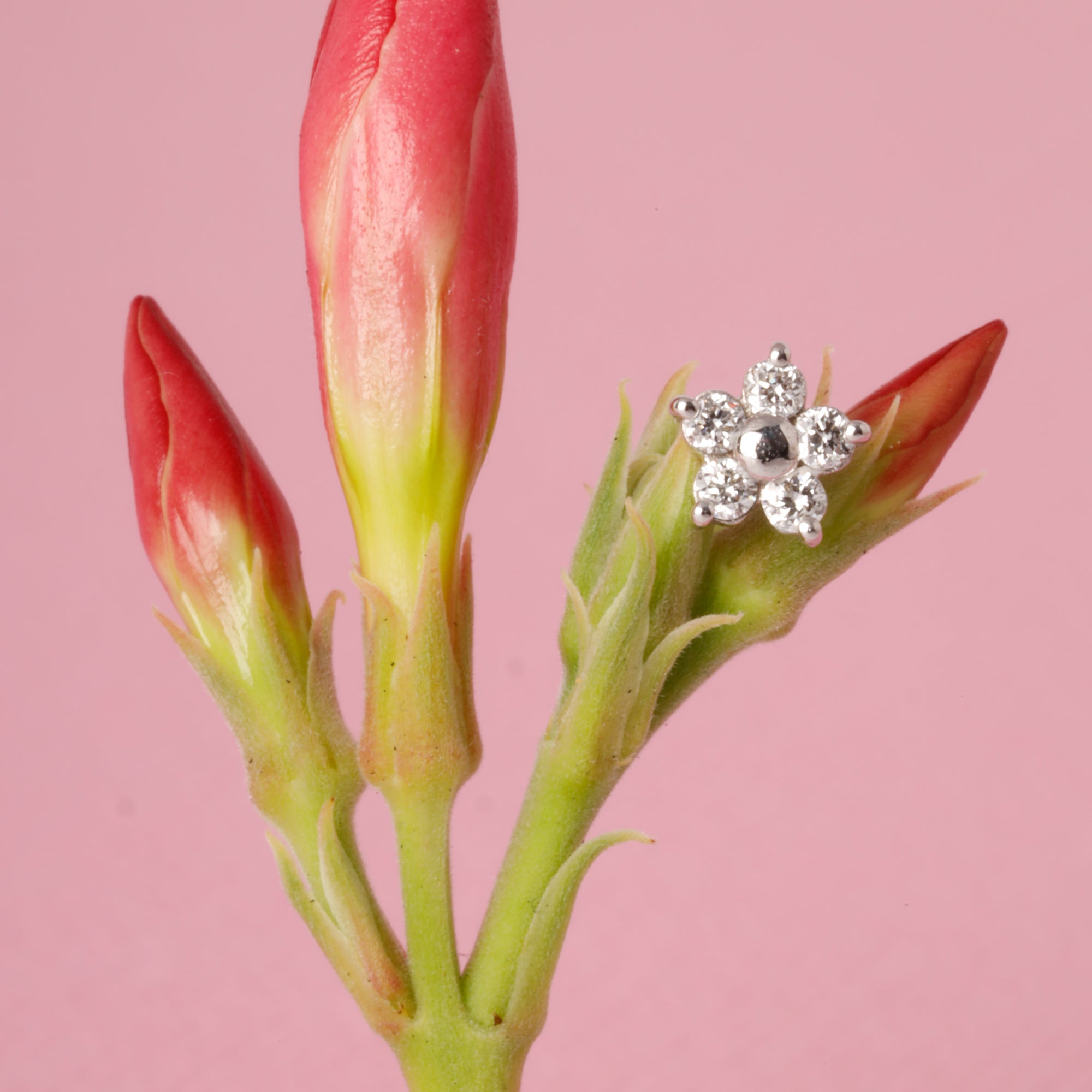 IN_BLOOM_c26415a0-cfc2-4ab1-813f-971915edcb8f